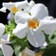 Close-up shot of green Bacopa Monnieri plant leaves, a key natural ingredient in Neuroxen for memory retention.
