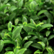 Fresh green tea leaves with water droplets, representing Green Tea Leaf Extract in Neuroxen for calm and steady energy.